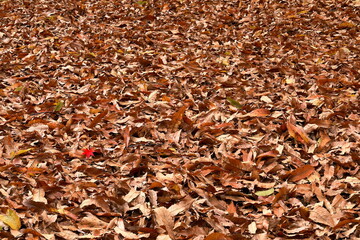 晩秋、もうすぐ冬です