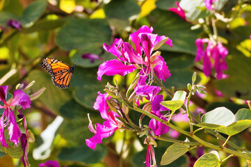 Monarch butterfly flying in for a landing on a bright purple flower.