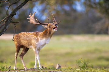 Fallow deer stag rut during Autumn season.