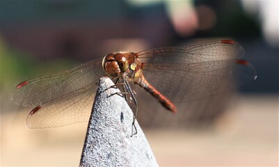 Libelle bei Sonnenschein