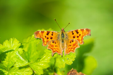 Comma butterfly Polygonia c-album resting top view