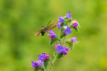 Broad-bordered bee hawk-moth Hemaris fuciformis, feeding on purple flowers