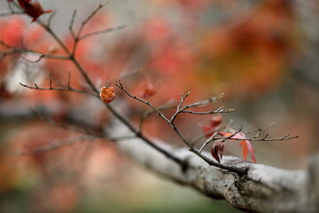 晩秋、もうすぐ冬です