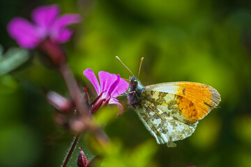 Anthocharis cardamines Orange tip male butterfly feeding on pink flower