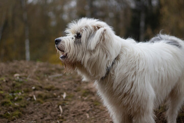 White shaggy dog for a walk. Hunting dog in the forest. Fluffy terrier.