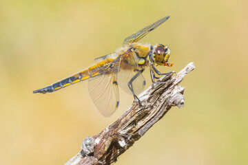 Close-up of a four-spotted chaser Libellula quadrimaculata dragonfly