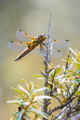 Close-up of a four-spotted chaser Libellula quadrimaculata dragonfly