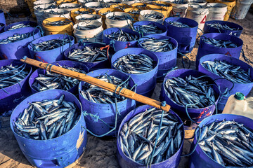 Catch of the Day at the beach by local fisherman at Papuma beach, Jambi Indonesia