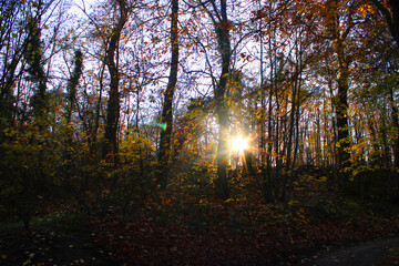Paysage d'automne avec des arbres jaunes, feuillage coloré, le soleil rayonnant à travers les...