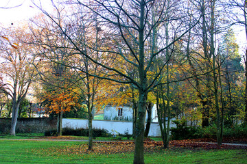 Paysage d'automne avec des arbres jaunes, feuillage coloré, le soleil rayonnant à travers les arbres et le ciel bleu