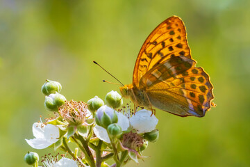 Silver-washed fritillary, Argynnis paphia, female butterfly closeup