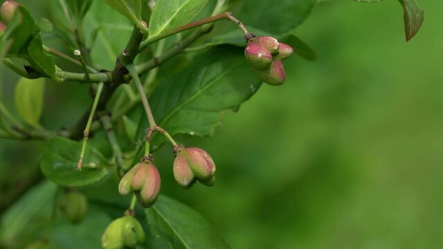 Ripening fruits of Spindle Tree (Euonymus europaeus) - (4K)