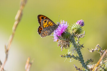 Wall Brown butterfly Lasiommata megera feeding on flowers