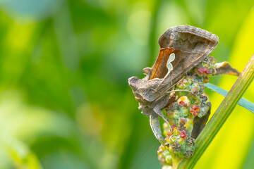 Day active Silver Y Autographa gamma moth pollinating on pink and purple thistle flowers