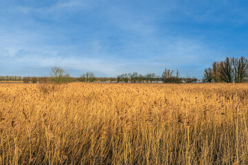 Large reed bed in the foreground of the Dutch National Park De Biesbosch near the village of Werkendam, municipality of Altena, province of North Brabant. The photo was taken on a sunny day in winter.