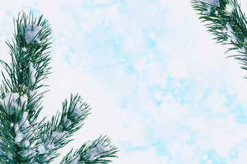 Fototapeta na wymiar Coniferous spruce branch. Frozen winter forest with snow covered trees.