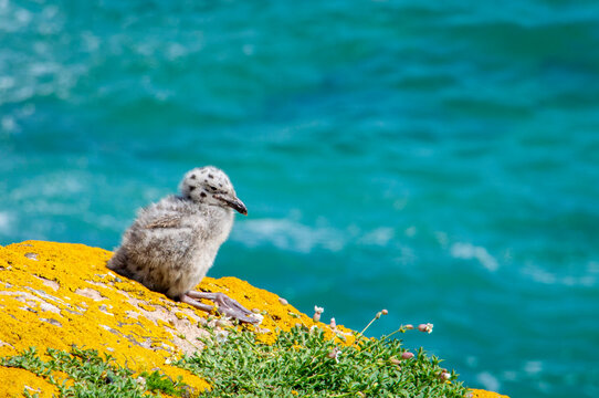 Baby seagull at Saltee islands, Ireland, with blurred background and copy space.
