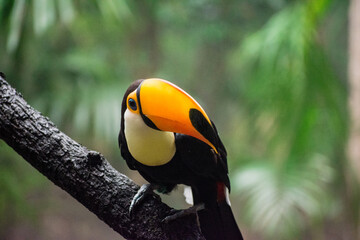 toucan in the forest