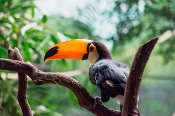 yellow billed toucan