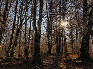 Obraz premium view of the forest trees on autumn 