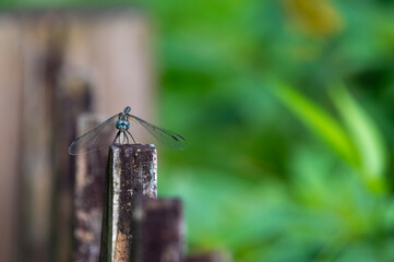dragonfly on a fence