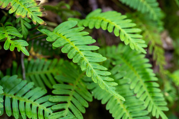 resurrection fern closeup