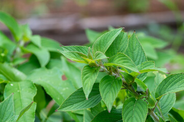 green anole camouflaged in leaves