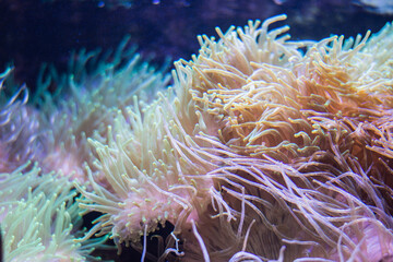 Fototapeta na wymiar Sea anemone aquarium