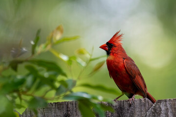Northern cardinal on a fence