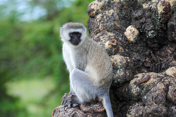 vervet monkey portrait