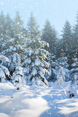 Winter christmas forest with falling snow and trees.