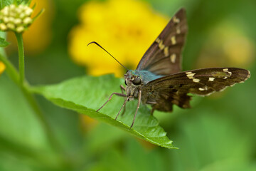 Obraz na płótnie Canvas long-tailed skipper butterfly closeup