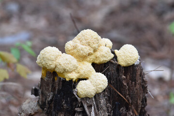 slime mold on tree stump in the forest