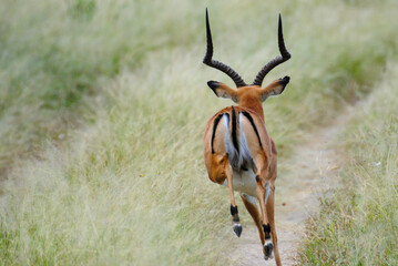 impala running away in the wild