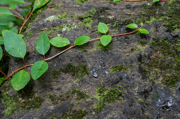 green vine on rock
