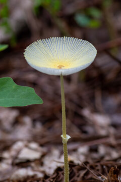 fragile dapperling mushroom in the forest