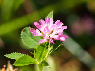 Reversed Clover (Trifolium resupinatum)