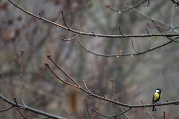 Great tit (Parus major)
