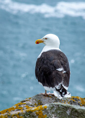 Black seagull at Saltee Islands, Ireland, with blurred background and copy space.