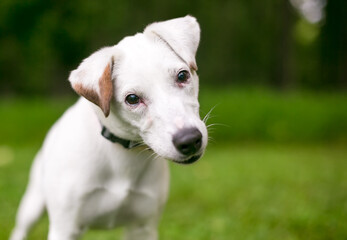A curious Jack Russell Terrier dog listening with a head tilt
