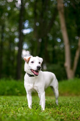 A cute Jack Russell Terrier dog with a happy expression standing outdoors