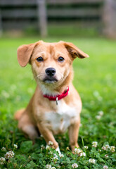 A cute brown mixed breed dog with floppy ears, wearing a red collar and sitting outdoors surrounded by white clover