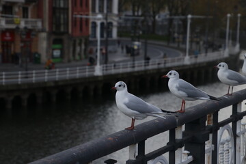 Group of seagull on a railing