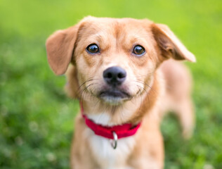 A cute brown mixed breed dog with floppy ears, wearing a red collar