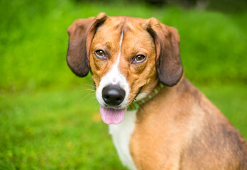 A Beagle mixed breed dog sitting outdoors with a relaxed expression