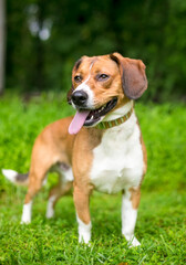 A Beagle mixed breed dog standing outdoors and panting
