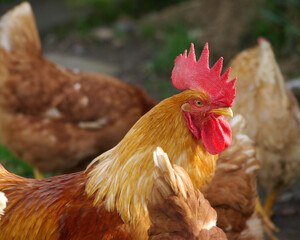 Close-up of a rooster with brown feather and red crest, surrounded by chickens.