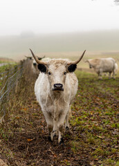 White park cattle. Close up of a cow.