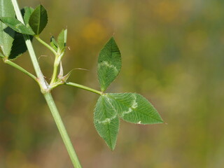 Arrowleaf Clover (Trifolium vesiculosum)