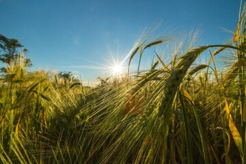 Sun Shining over Barley / Wheat Field